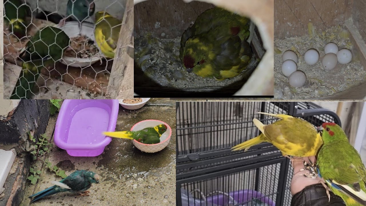 kakariki parrot as a pet.  tragedy with my parrots.   sad story of my kakariki parrot.