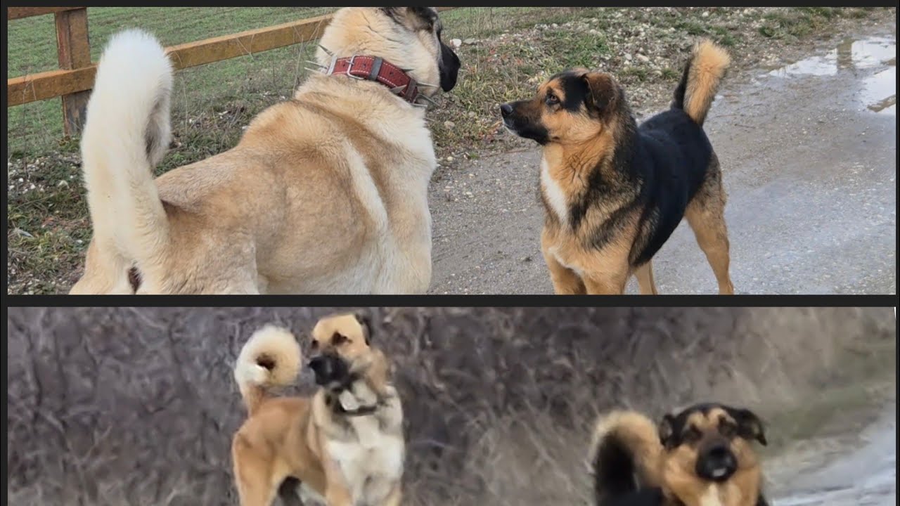 BARUTLA  YİNE KÖPEKLERLE  KARŞILAŞTIK BARUTA ÇOK ŞAŞIRDIM  ?