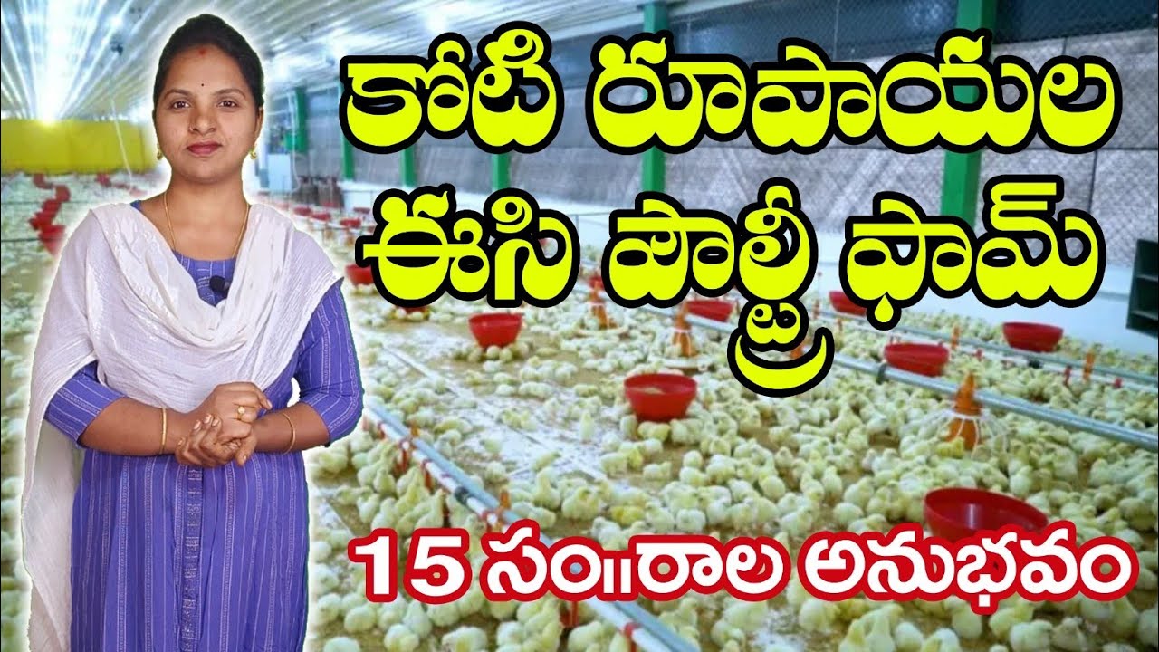 1Crore 📈Poultry EC Foam Farm Tour 💯🔥 పూర్తి Setup, Cost & Profits Explained”@radhika__sri 