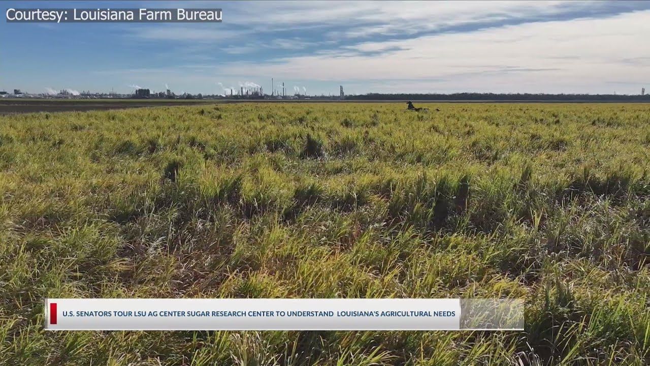 U.S. Senators visit LSU Ag Center to learn and understand Louisiana's agricultural needs