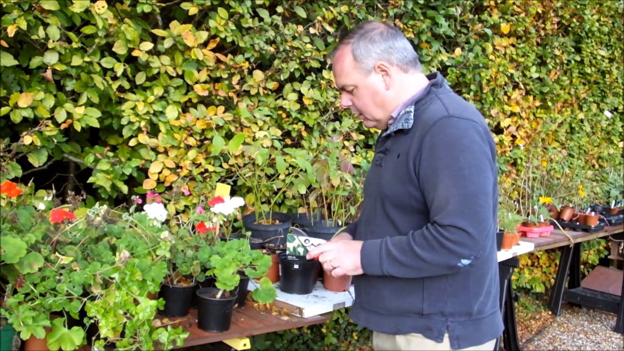 Saving and storing tender geraniums (Pelargoniums) over winter