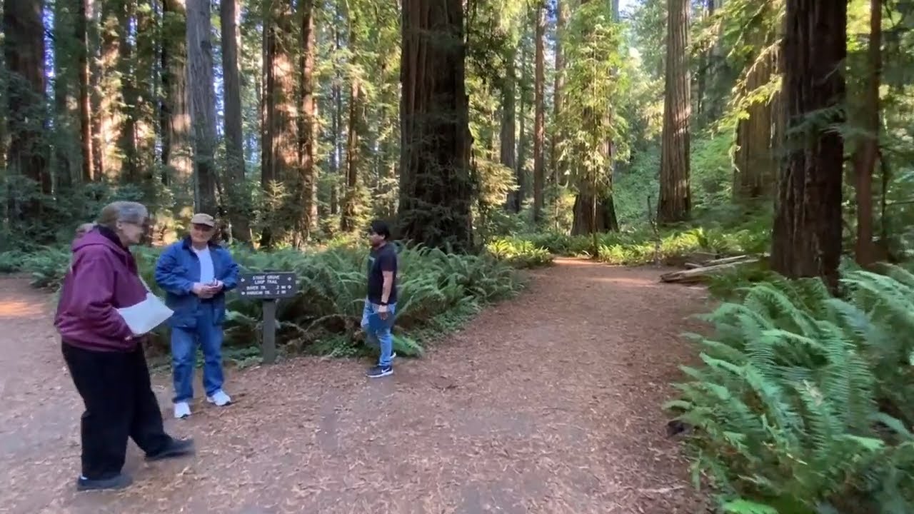 Stout Memorial Grove - Jedediah Smith Redwoods State Park