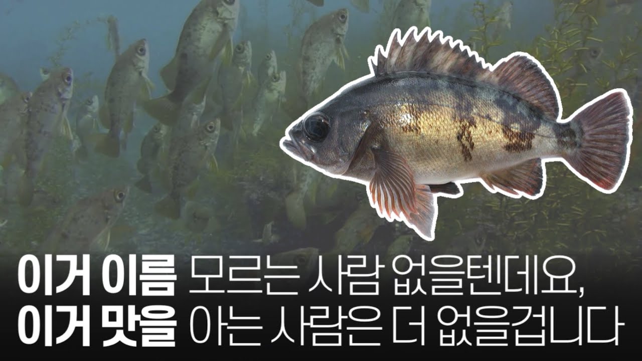 이름은 정말 유명하지만&hellip;'진짜'를 먹어본 사람은 얼마 없을걸요? 체급 대비 가장 맛있는 라이트급 챔피언,'볼락'의 모든 것