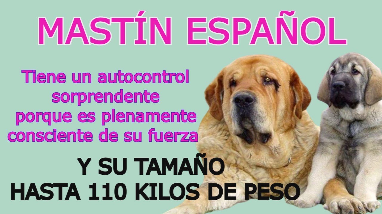 SI QUIERES UN PERRO GRANDE, AMIGO DE SUS AMIGOS Y GRAN PROTECTOR NO LO DUDES ES EL MASTÍN ESPAÑOL.