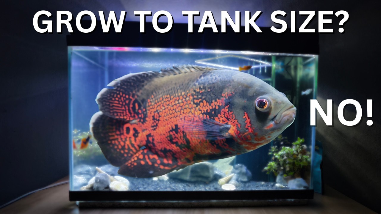 Aquarium Myths We’re Still Teaching Beginners