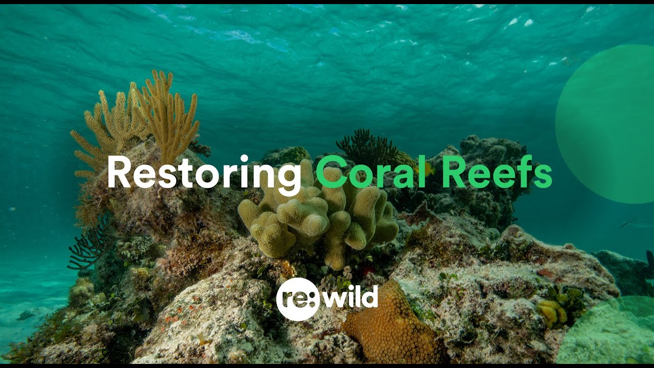 Restoring Coral Reefs