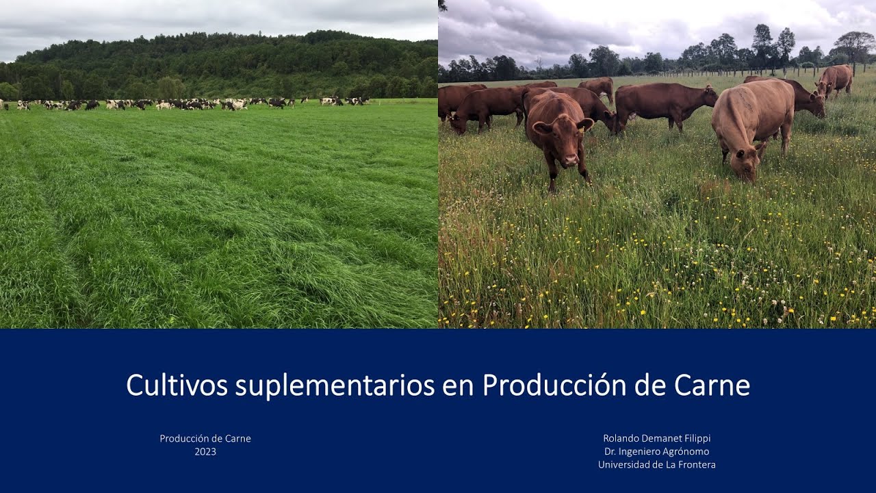 Cultivos suplementarios en producción de carne