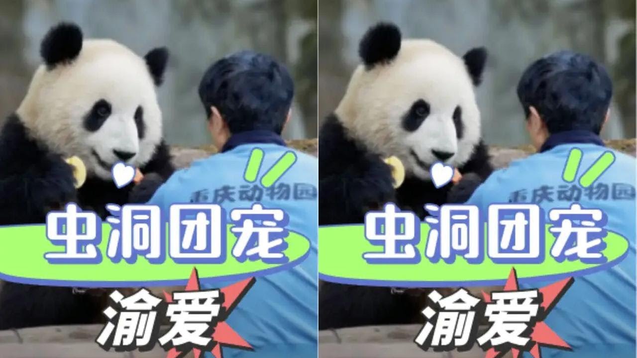 看到馆长满脸宠溺的看着渝爱骑骆驼，才明白虫洞饲养员有多爱自家宝贝 #渝爱 #虫洞馆长 #熊猫 #国宝 #治愈
