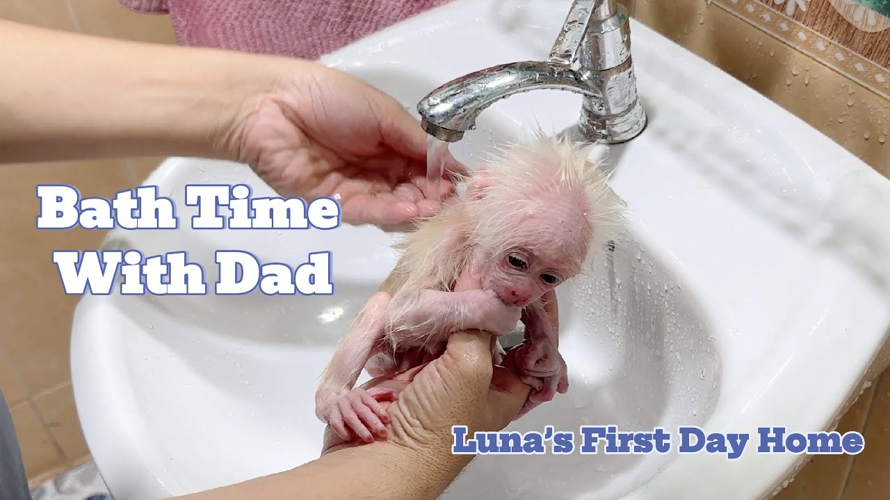 First Time Bathing Monkey LuNa &ndash; Clumsy but Full of Love!
