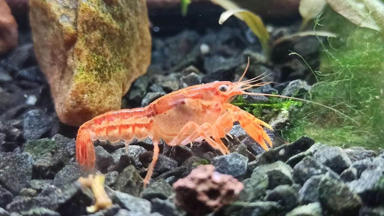 Ficha del CPO (Cambarellus patzcuarensis orange)