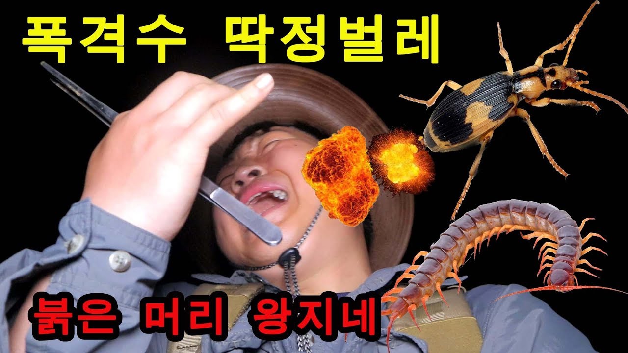 [도깨비] 1000'C 폭발하는 폭격수딱정벌레 채집기! 도깨비 화상입고 왕지네 20마리 잡았다 레전드!