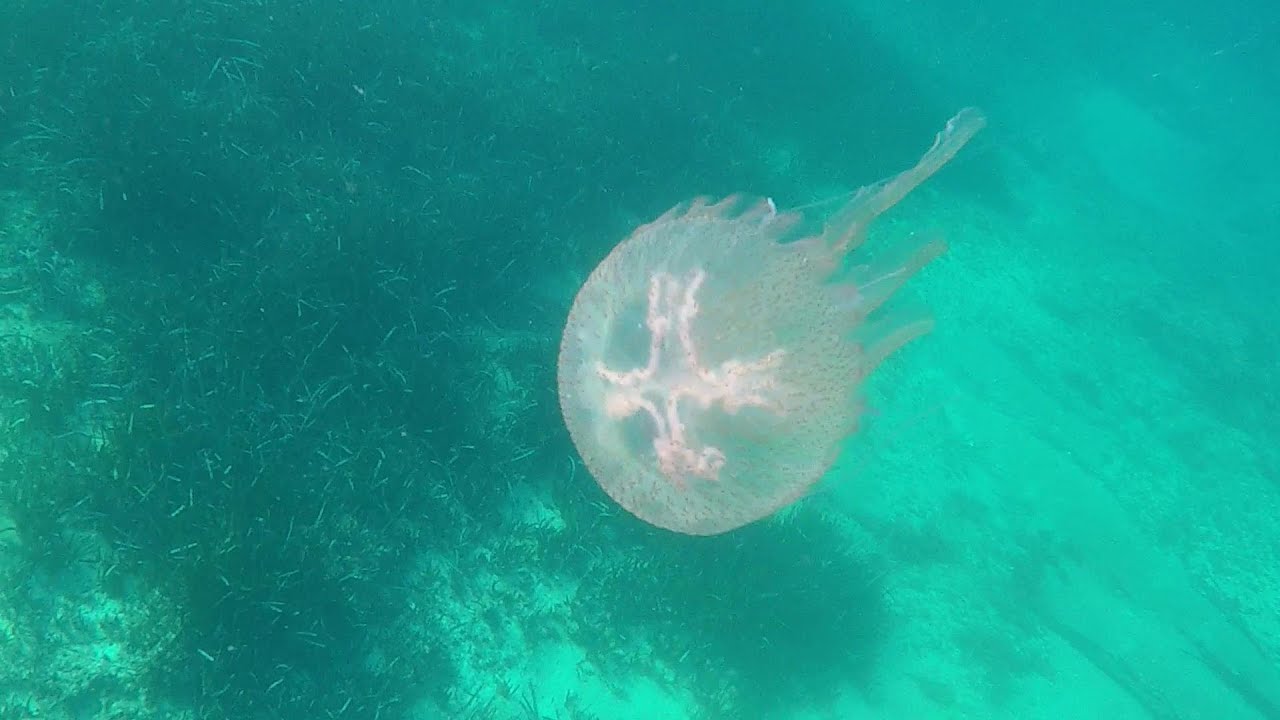 Snorkeling from the Perched Beach at Bugibba Malta