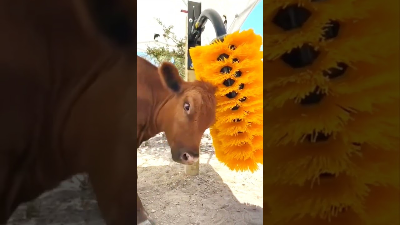 Cow loving cow brush #cow #funny