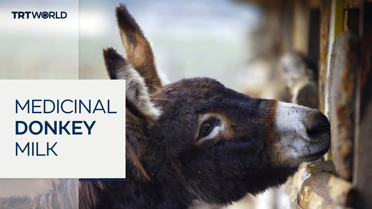 Donkey milk cheese fast becoming Albania's white gold