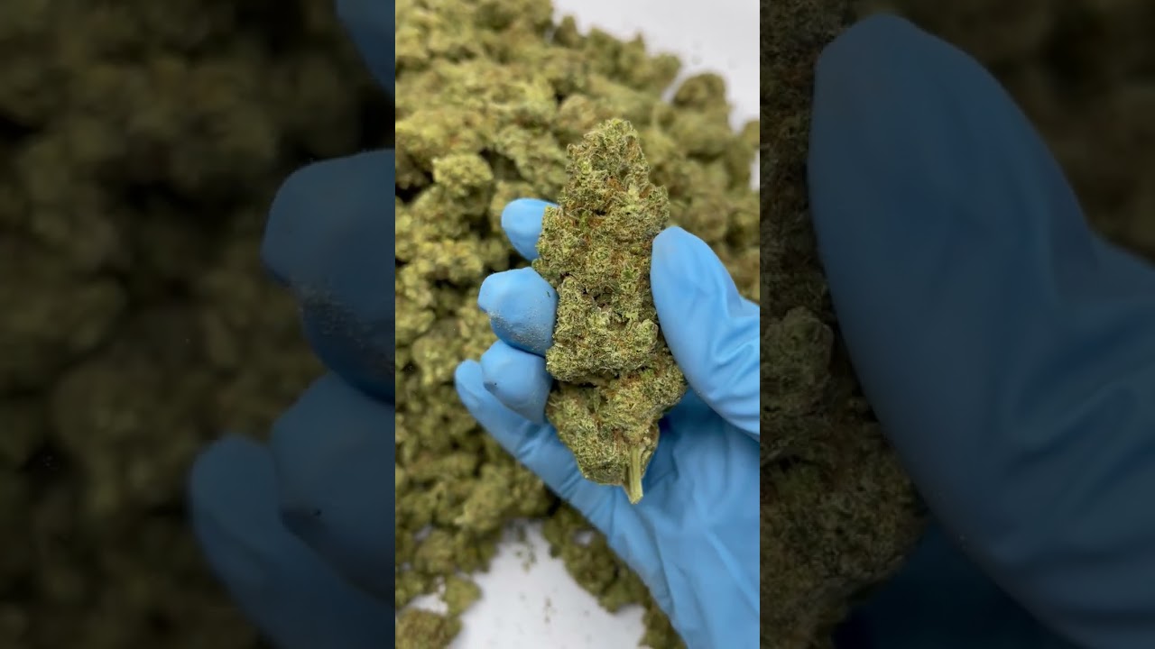 Limoncello Haze CBD