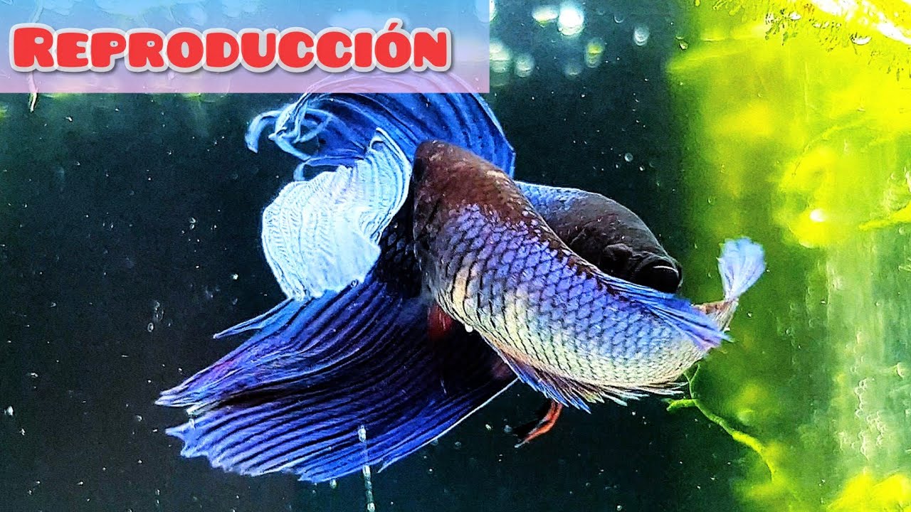 REPRODUCCIÓN DEL PEZ BETTA / CAPITULO 1 ¿LO CONSEGUIREMOS?