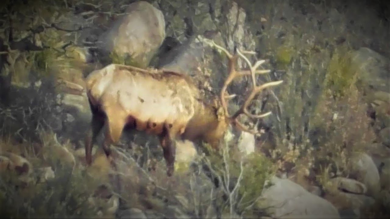 Late Season NM Elk Hunt