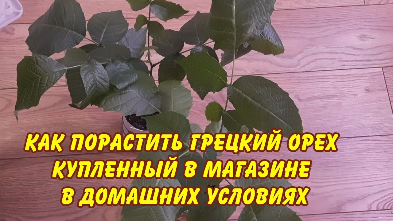 как прорастить грецкий орех купленный в магазине в домашних условиях