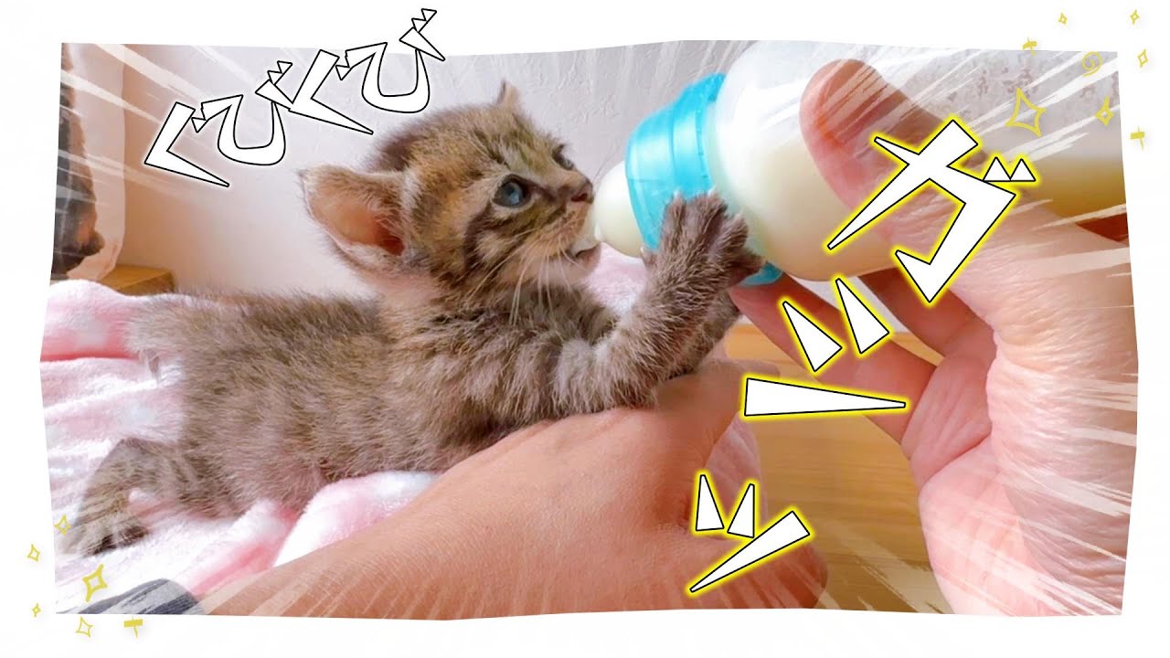 【ミルボラのミ】子猫は哺乳瓶を一度つかんだら離したくない【保護猫生活22日目】