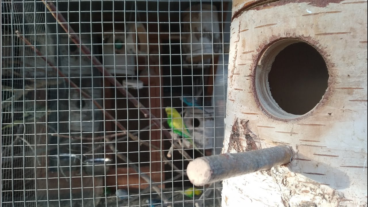 Przygotowanie woliery do lęgów