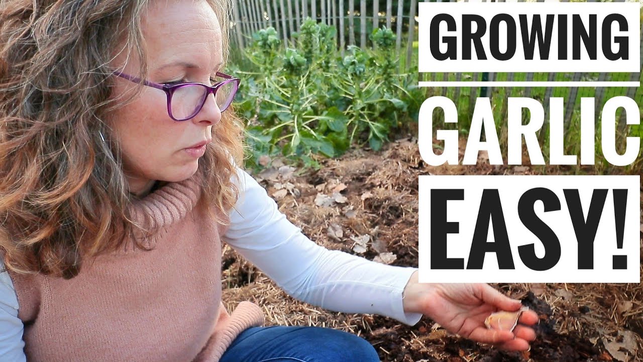 Sowing Garlic in My Ruth Stout Bed | Fall Gardening