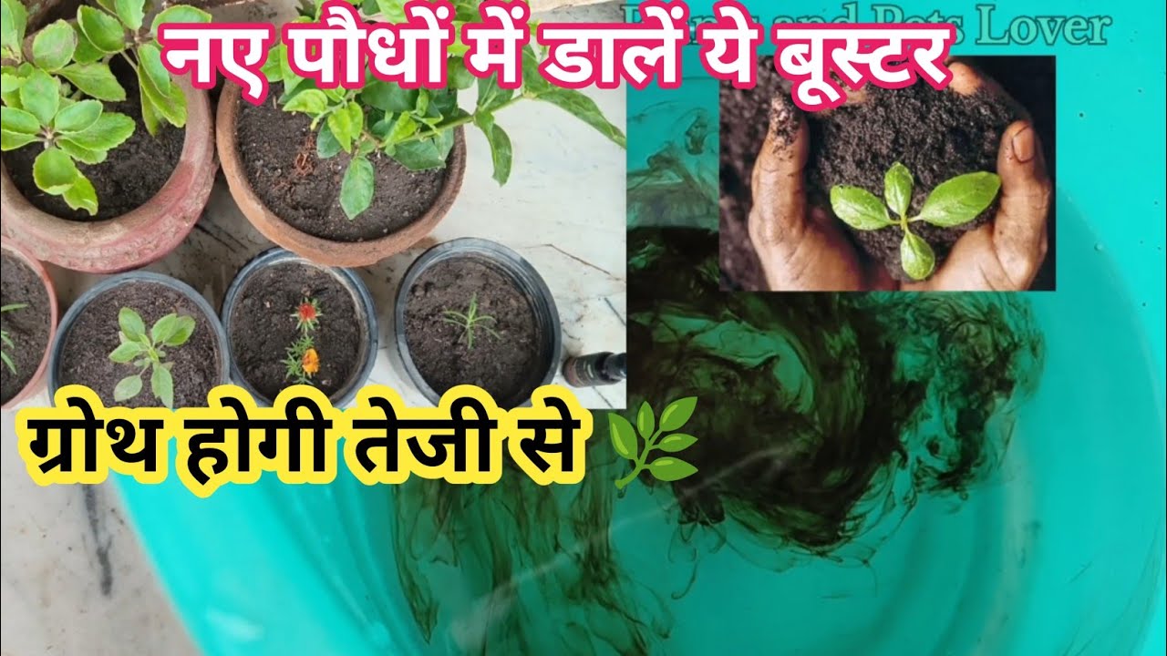 नए पौधों की Shopping और Repotting/🌿नए पौधों की सम्पूर्ण जानकारी /फरवरी में लगाएं नए पौधे 🌿🌷