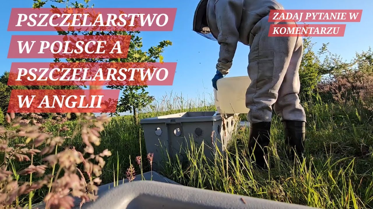 PSZCZELARSTWO W POLSCE VS W ANGLII (Czerwiec) #pszczelarz #pszczelarstwo #anglia