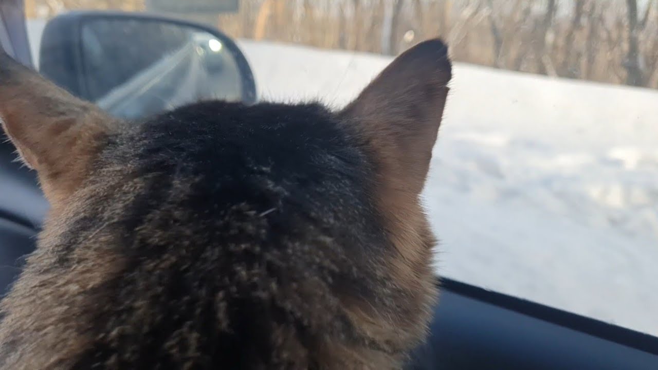 У Пончика була екскурсія по Києву, дорогою до лікаря🐈🐈‍⬛