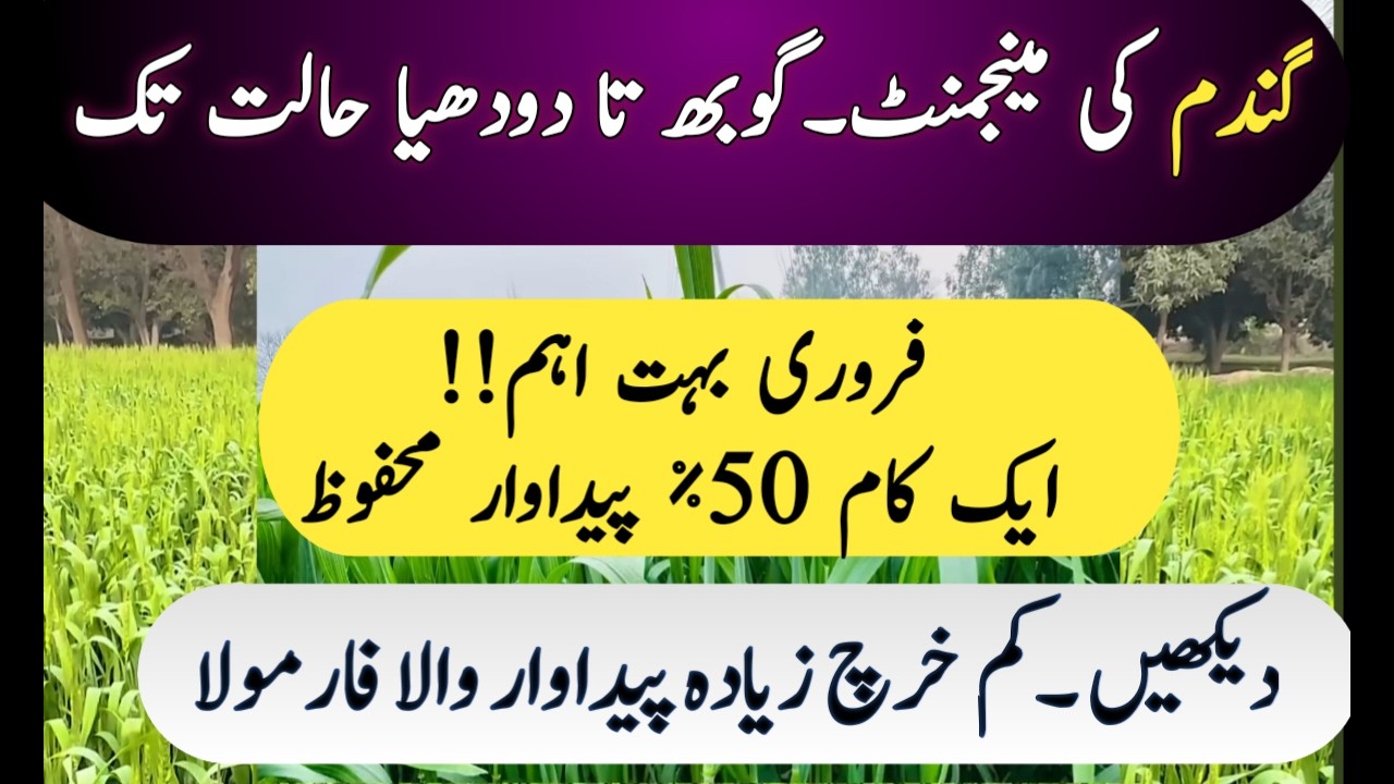 Wheat Crop Management from Booting to Milky Stage | Rust Control, Irrigation & Yield Boost