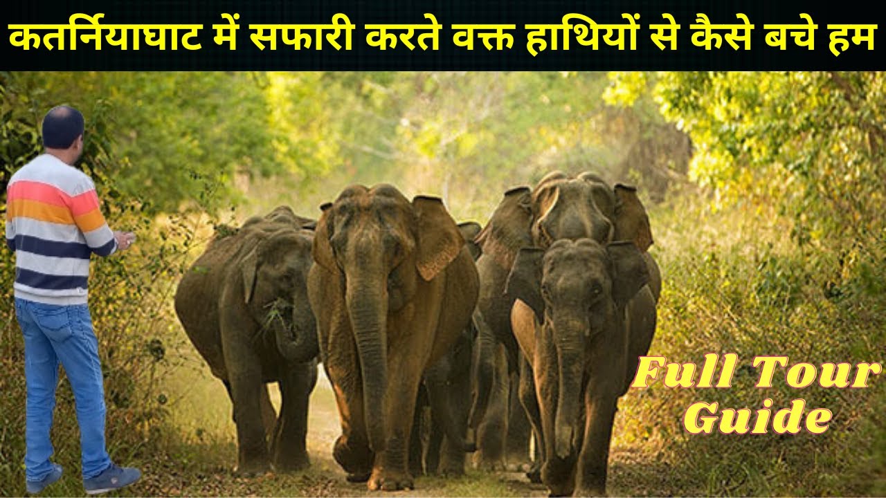 कतर्नियाघाट में सफारी करते वक्त हाथियों के झुण्ड से सामना हो गया | Katarniaghat Wildlife Sanctuary