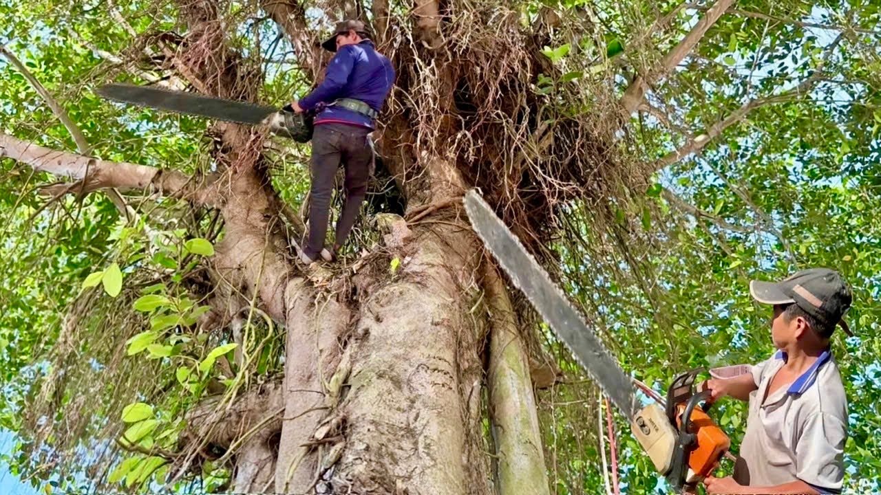 Cưa cây xanh siêu nhánh , Um tùm ,Gần nhà , Gần dây điện . Cưa cây kỷ thuật cao 