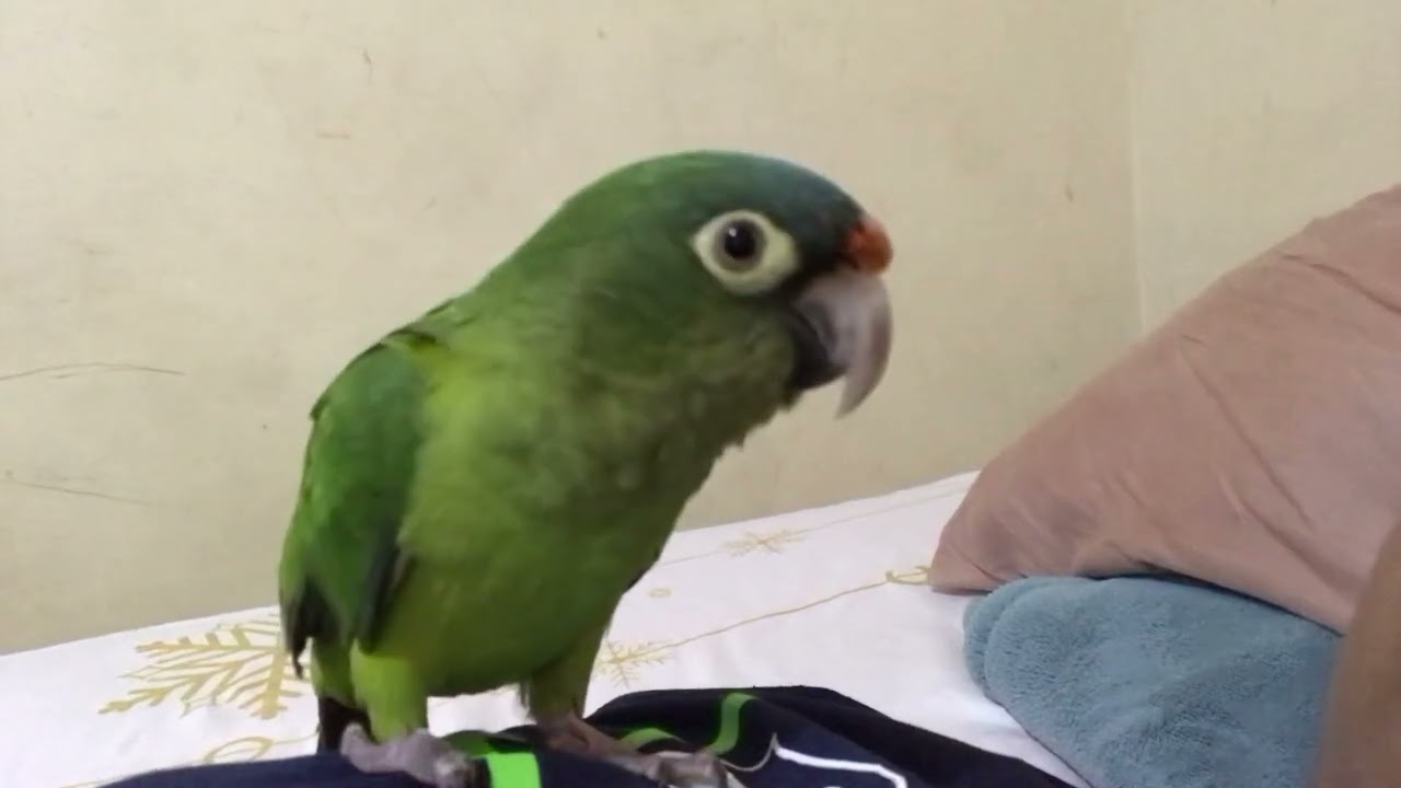 Perico atolero hablando