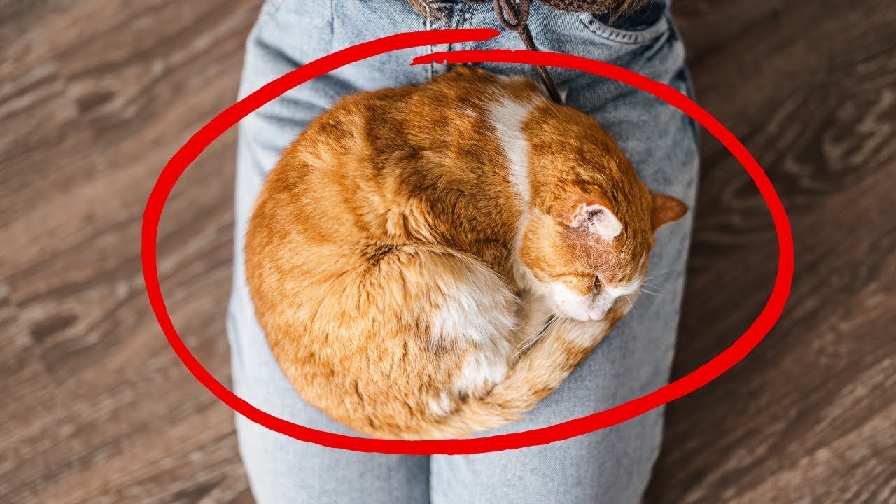 TU DIES und deine Katze wird es lieben, auf deinem Scho&szlig; zu sitzen!