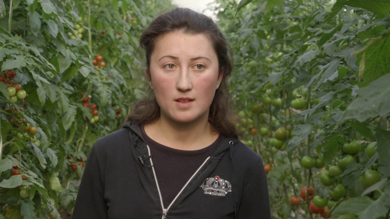 Plastenicka proizvodnja povrca u Gospodjincima - U nasem ataru 717