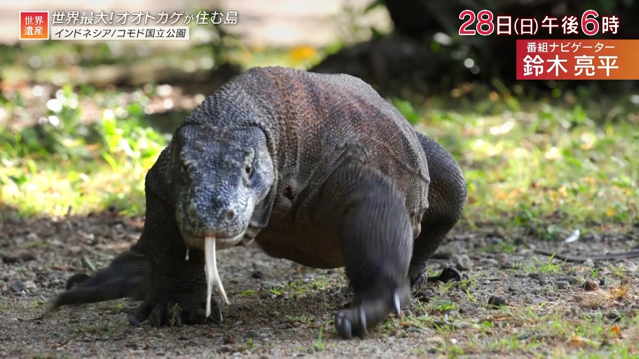 『世界遺産』7/28(日) コモド国立公園 〜 世界最大！最強のオオトカゲが住む島【TBS】