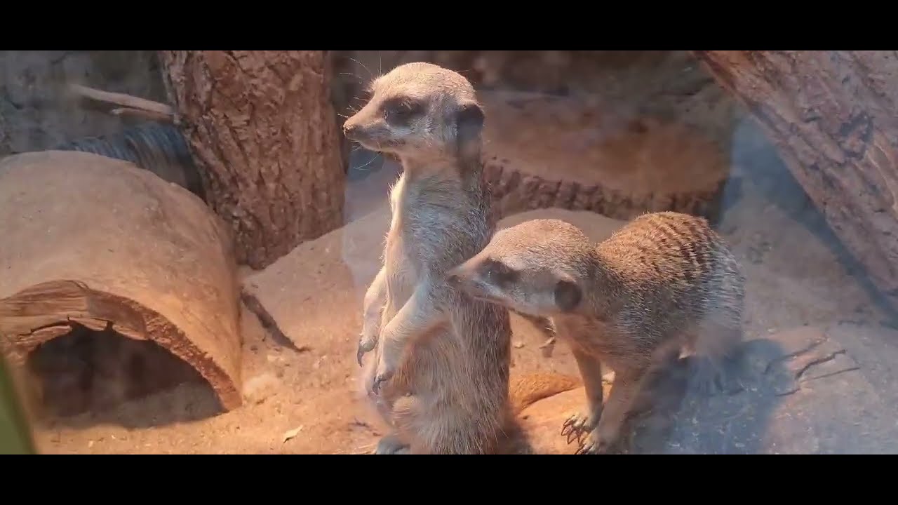 SOFIA ZOO VIST