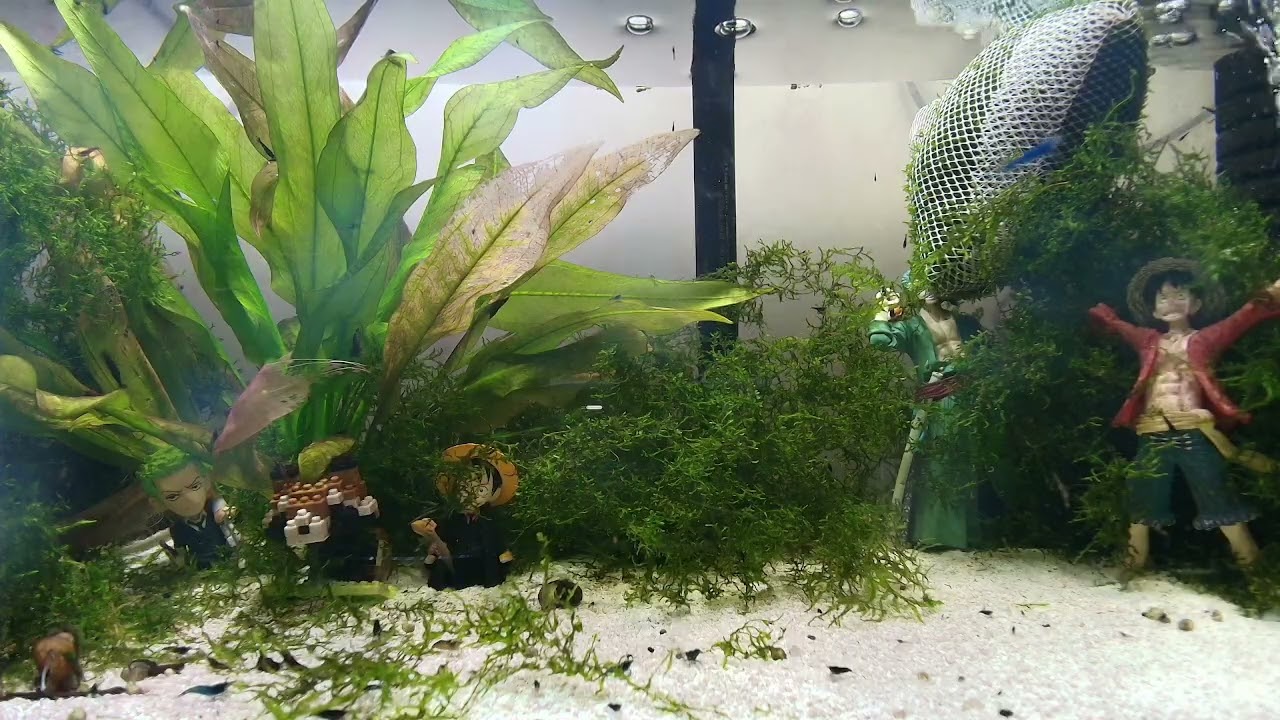 14.03.2026. a neocaridina story
