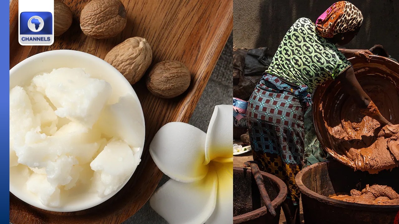 Nigeria’s Shea Power: Global Supply Giant, Local Processing Weakness