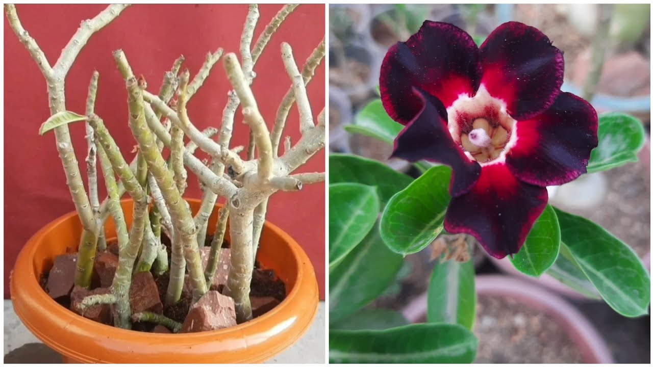 EASY WAY TO GROW ADENIUM FROM CUTTINGS