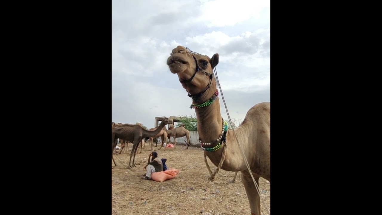 Heavy weight camel