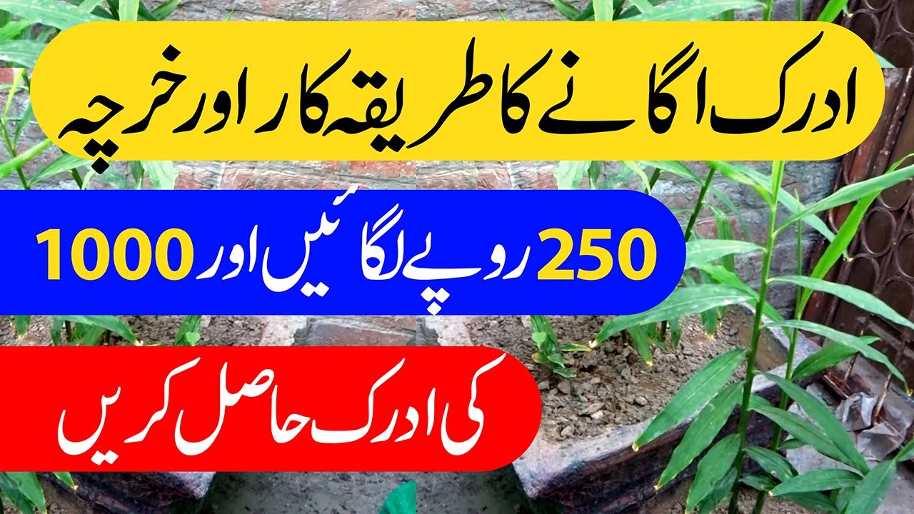 ادرک اُگا نے کا مکمل طریقہ  اور خرچہ  کے ساتھ