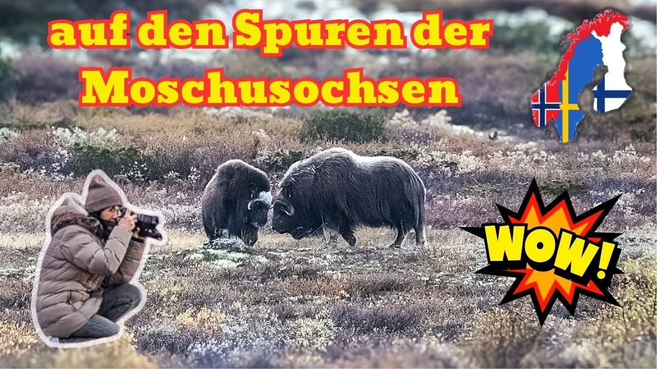 Norwegen 🇳🇴 Reise mit dem Wohnmobil - Auf der Suche nach den Moschusochsen 🦬 in Dovrefjell Teil 1