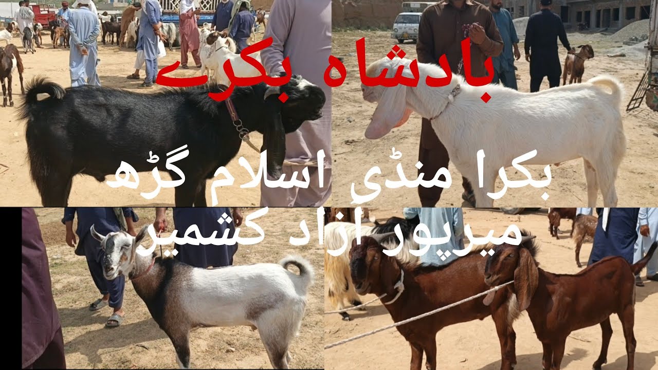 Bakra Mandi ISLAMGARH Mirpur, good Quality Goats🐐very good Price, Eiduladha 2025