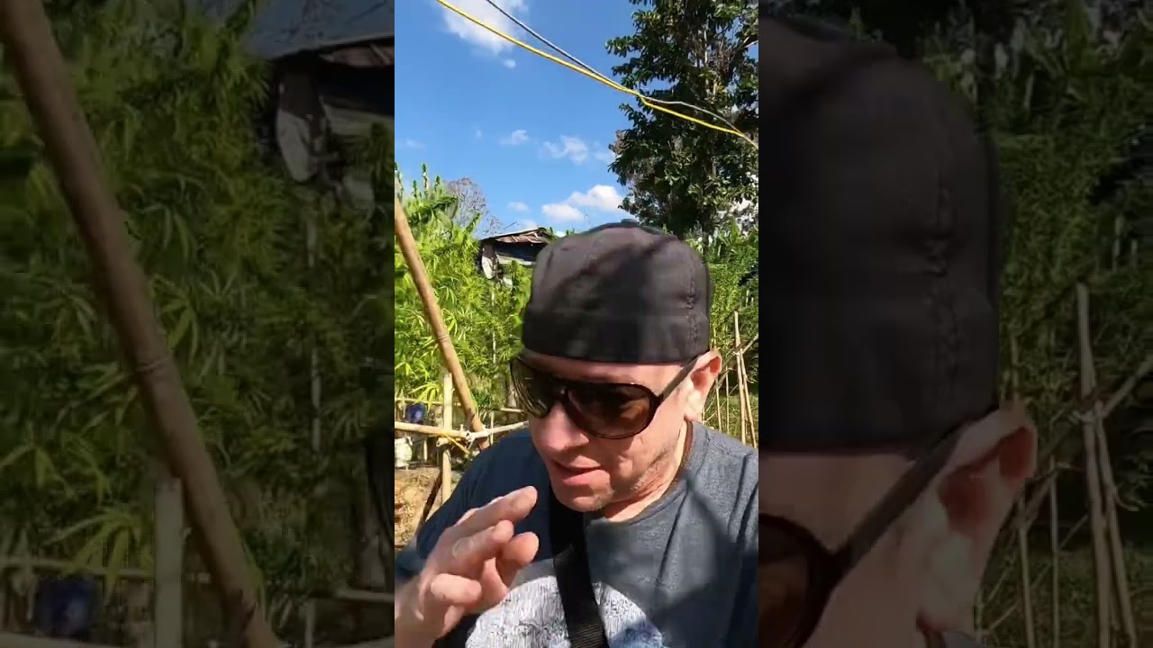 Ganja farm in Thailand 😎🌿