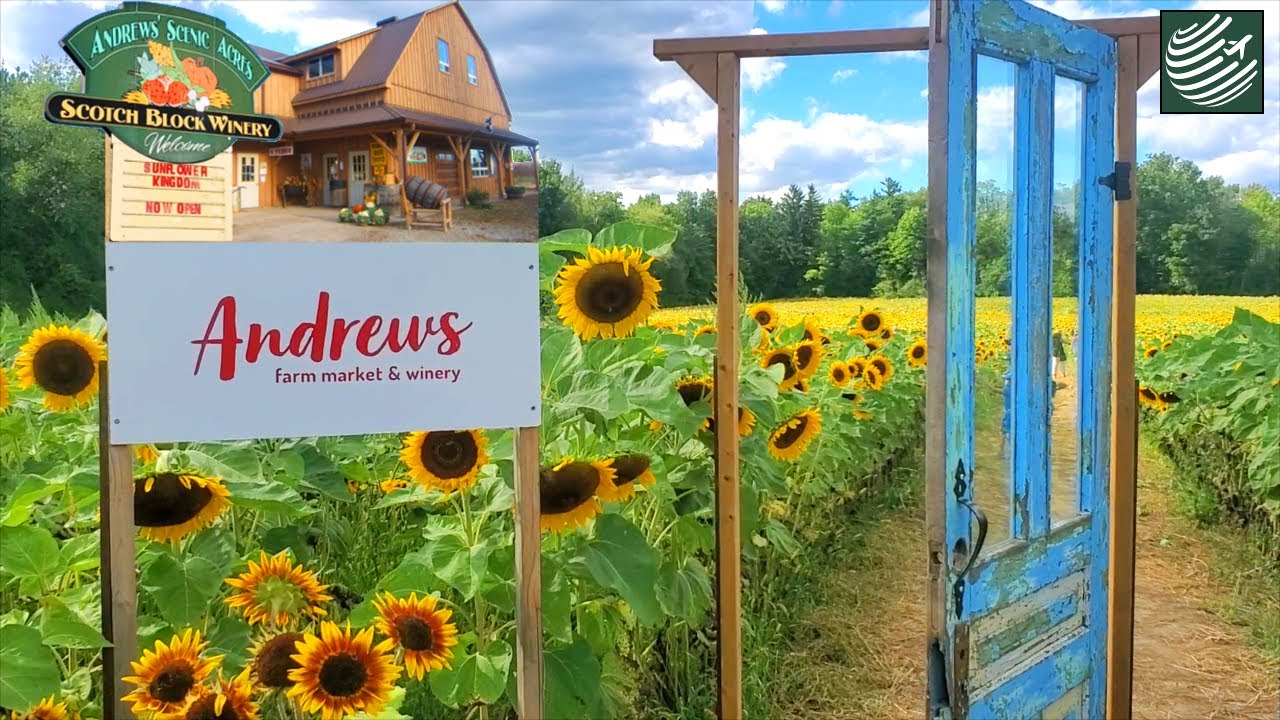 FAZENDA DE GIRASSOL | CANADA, ONTÁRIO