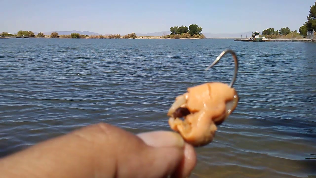 How to tie on a mussel for wiper fishing