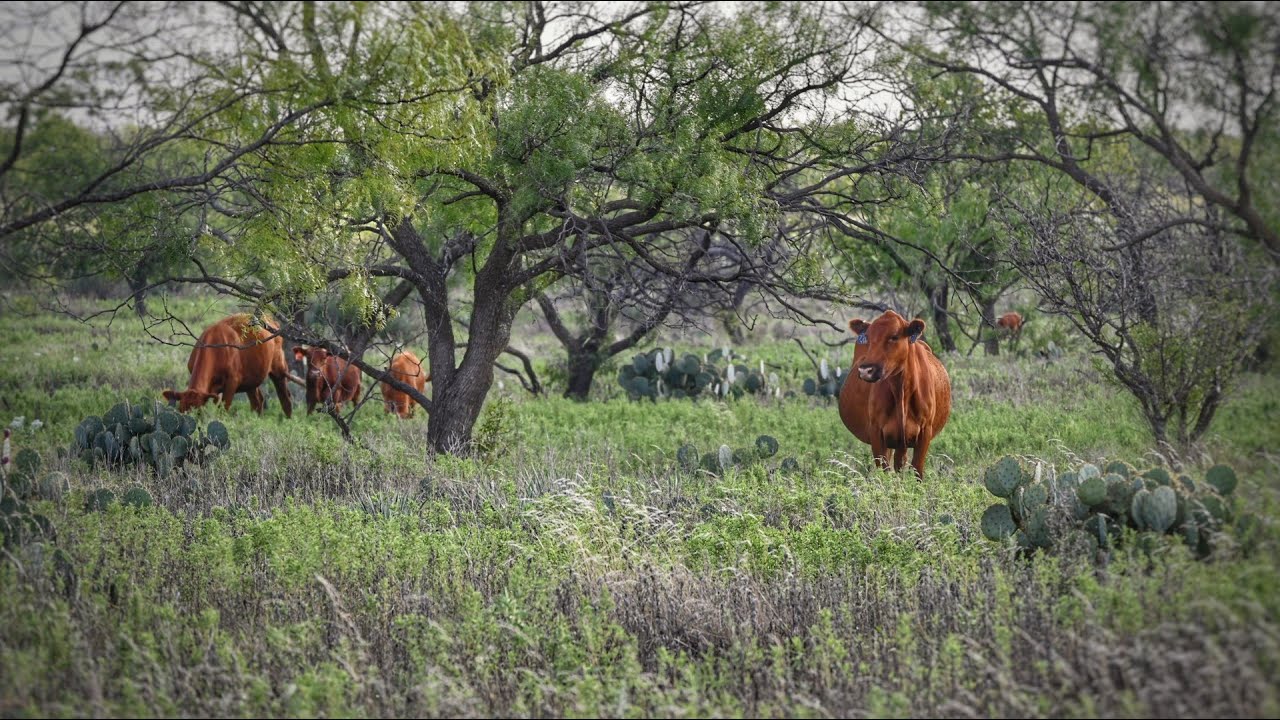 427 acre Texas Hunting Ranch for Sale in Young County