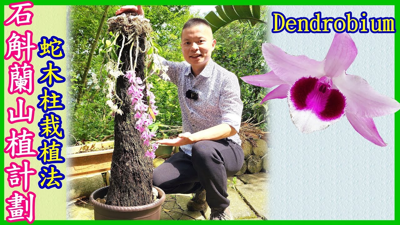 【石斛蘭】初學入門 | 山植計劃 | 蛇木柱栽植法 - Part 52