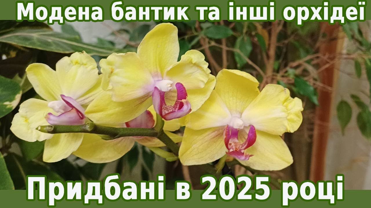 Модена бантик в подарунок на Новий 2026 рік, а також про інші орхідеї придбані в 2025 році.