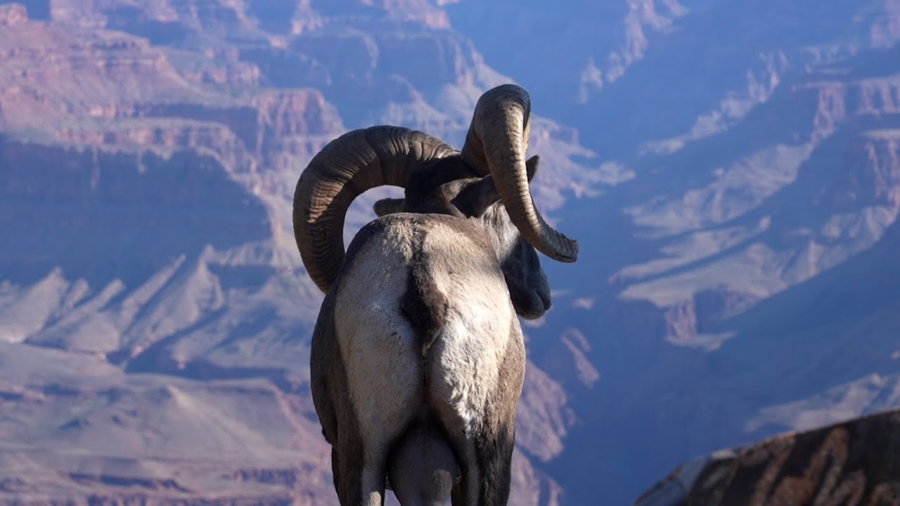 Minute Out In It: Bighorn Sheep Herd